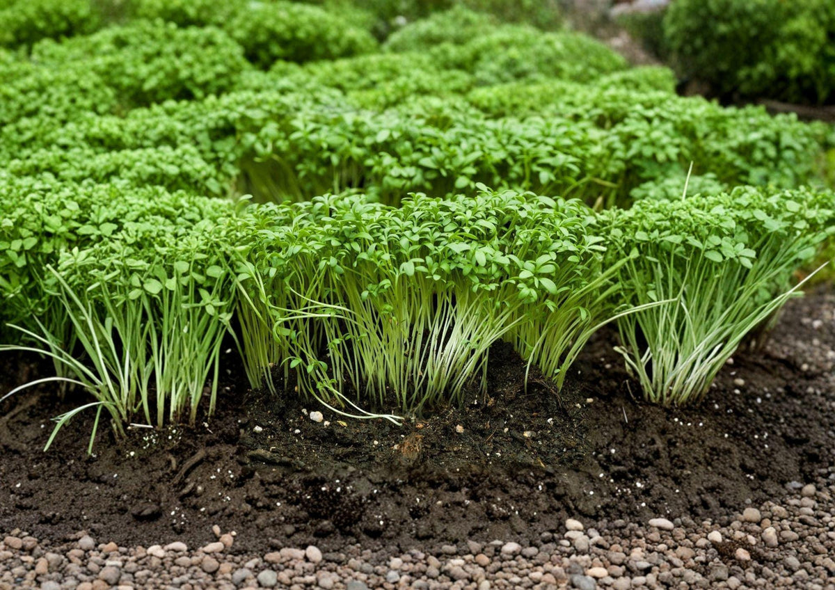 Curled Cress Seeds - Spicy Microgreen, 1000 Seeds, Garden Cress, Pepper Cress, Heirloom, Indoor & Outdoor Growing