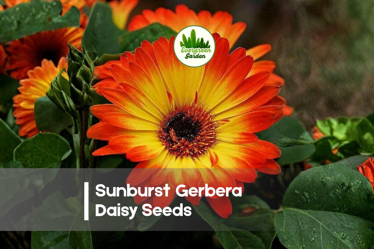 Sunburst Gerbera Daisy Seeds - Bright Colorful Blooms, Gerbera jamesonii, Annual Flower for Pots, Borders & Cut Flowers