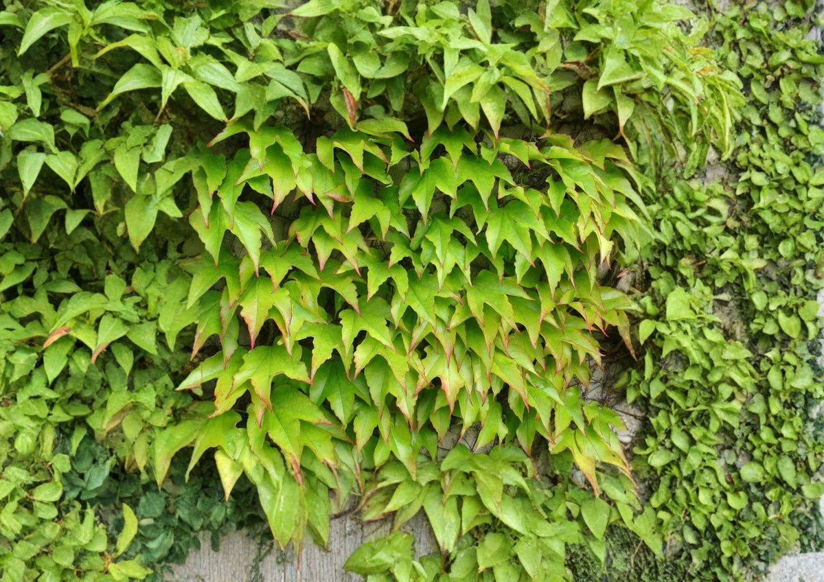Boston Ivy Seeds – Fast Growing Climbing Vine with Red Fall Foliage, Parthenocissus tricuspidata, Lush Green to Crimson Autumn Color