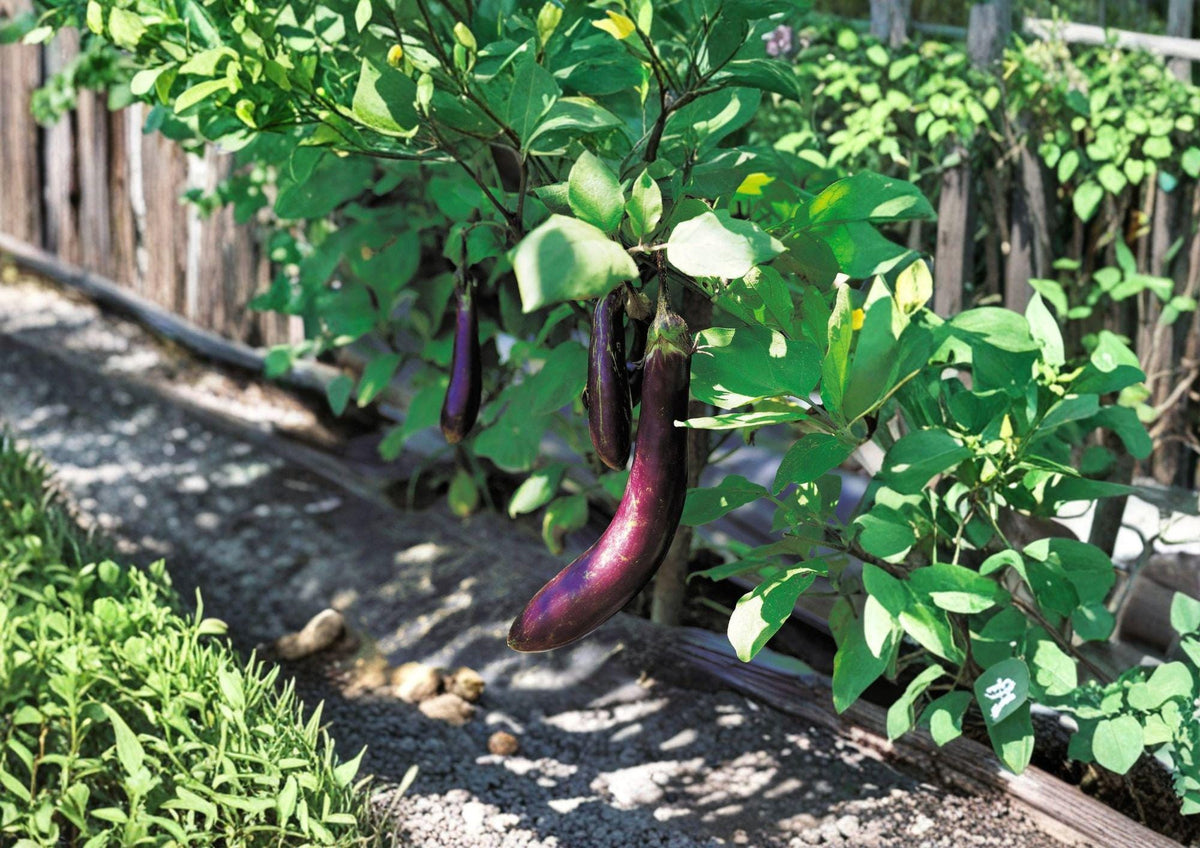 Long Purple Eggplant Seeds – Heirloom Slender Violet Vegetable, 100 Seeds, Warm-Season, Open-Pollinated, Gourmet Cooking