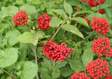 Red Elderberry Seeds – Hardy Shrub with White Flowers & Red Berries, Sambucus racemosa, Wildlife Garden Plant