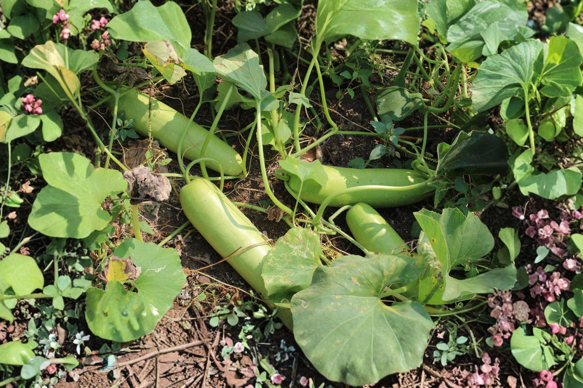 Snake Gourd Seeds – Heirloom Climbing Vegetable, Non-GMO, 10 Seeds, Lagenaria siceraria, Long Curved Fruits for Trellises and Cooking