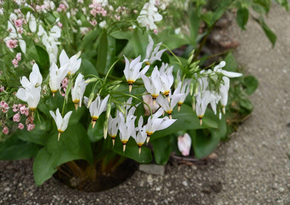 Midland Shooting Star Seeds – Native Pink Wildflower for Woodland Gardens – Dodecatheon meadia, Pollinator-Friendly Perennial