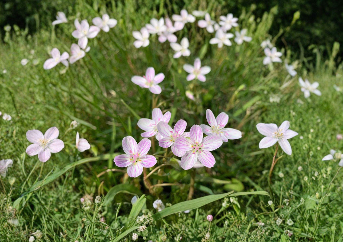 Claytonia Virginica Seeds – Spring Beauty Wildflower, Pink Striped Blooms, Native Woodland Perennial, Early Spring Flowering Seeds