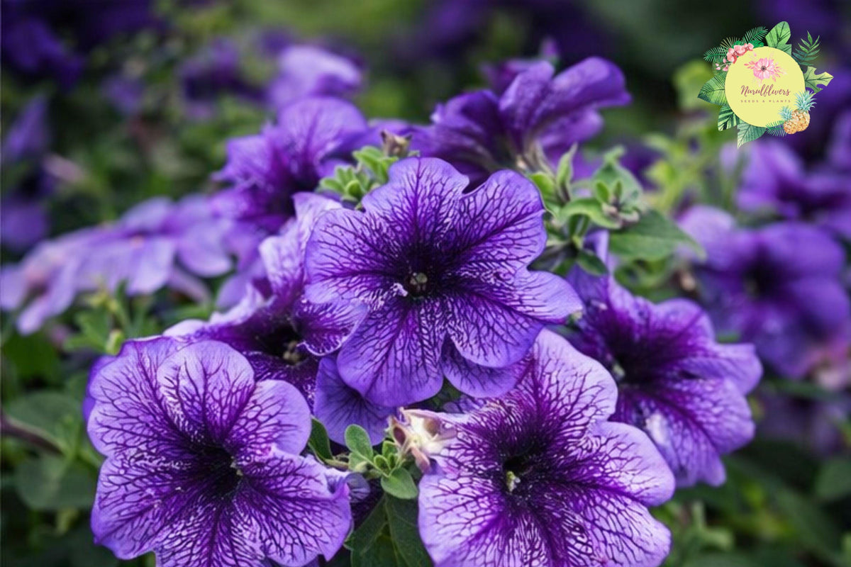Magenta Allure Petunia Seeds – 1000+ Bulk Annual Flower Seeds for Garden, Vibrant Magenta Blooms, Pollinator-Friendly, Petunia × atkinsiana
