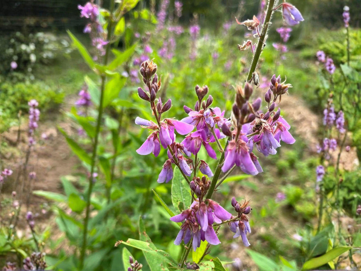 Desmodium Canadense Seeds – Showy Tick Trefoil Native Wildflower – Pink Prairie Legume for Pollinators & Soil Health