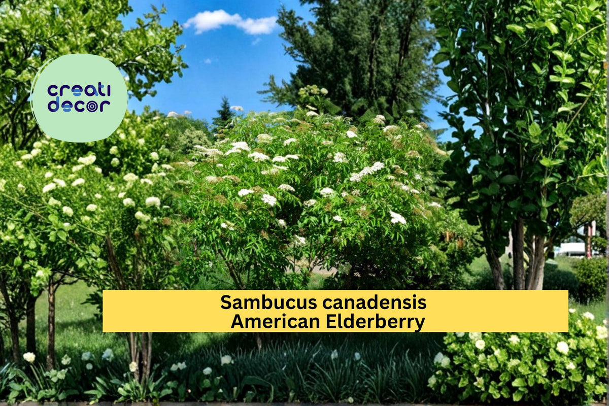 American Elderberry Seeds – Sambucus canadensis, Native Berry Shrub, 50 Count, Flowering Plant for Garden Borders and Landscape