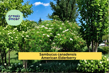 American Elderberry Seeds – Sambucus canadensis, Native Berry Shrub, 50 Count, Flowering Plant for Garden Borders and Landscape