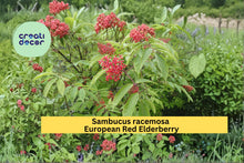 Red Elderberry Seeds, Sambucus racemosa, Hardy Flowering Berry Shrub, Native Plant Seeds for Garden Landscaping