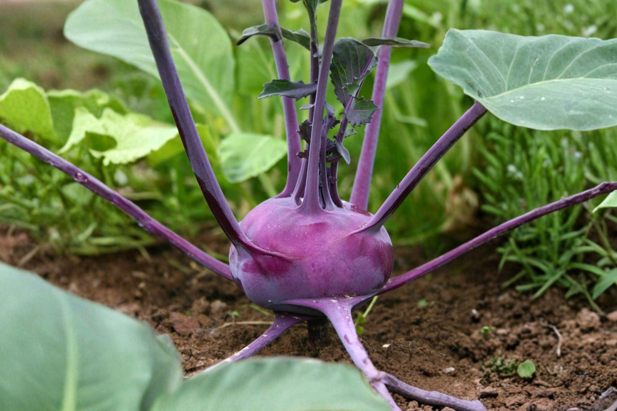 Purple Vienna Kohlrabi Seeds, Heirloom Non-GMO Cool Season Vegetable, Crisp and Sweet, 100 Seeds