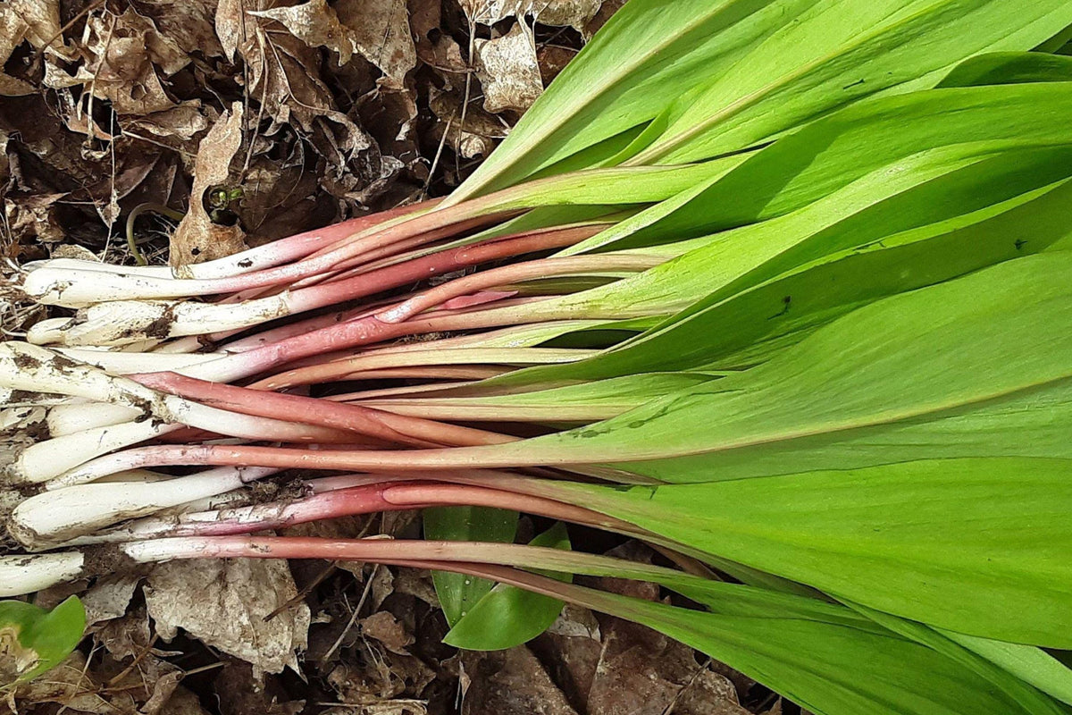 Wild Leek Ramp Seeds - Heirloom Native Woodland Perennial Edible Herb - Allium tricoccum