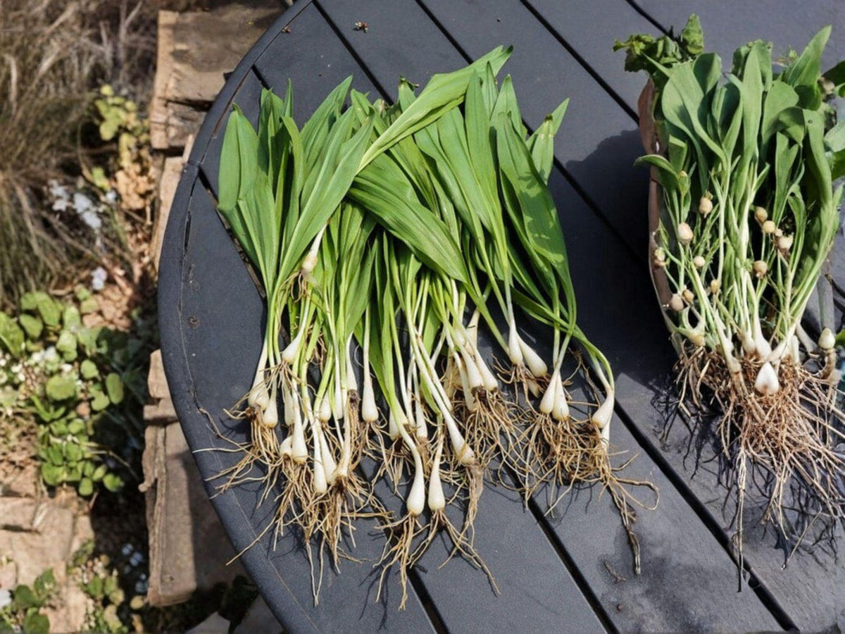 Wild Leek Ramp Seeds – 10 Allium tricoccum Woodland Vegetable Seeds for Shade Gardens & Gourmet Cooking