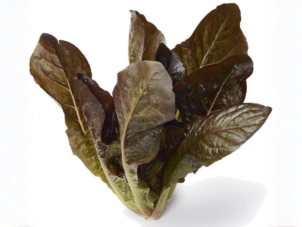 Rouge De Hiver Red Romaine Lettuce Seeds – Heirloom, Cold Tolerant, Crisp Green Hearts, Lactuca sativa, 1000 Seeds