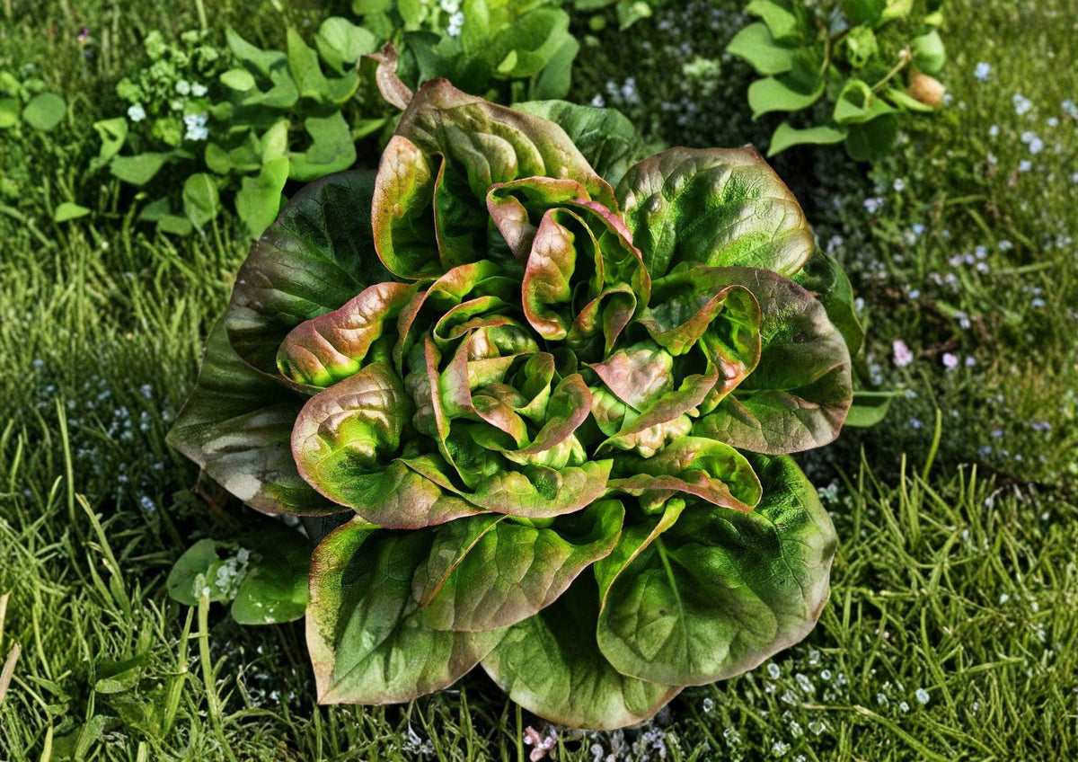 Bronze Mignonette Lettuce Seeds – Heirloom Red Bibb Butterhead, Compact Garden Vegetable, Tender Green Leaves, Cool-Season Salad Crop