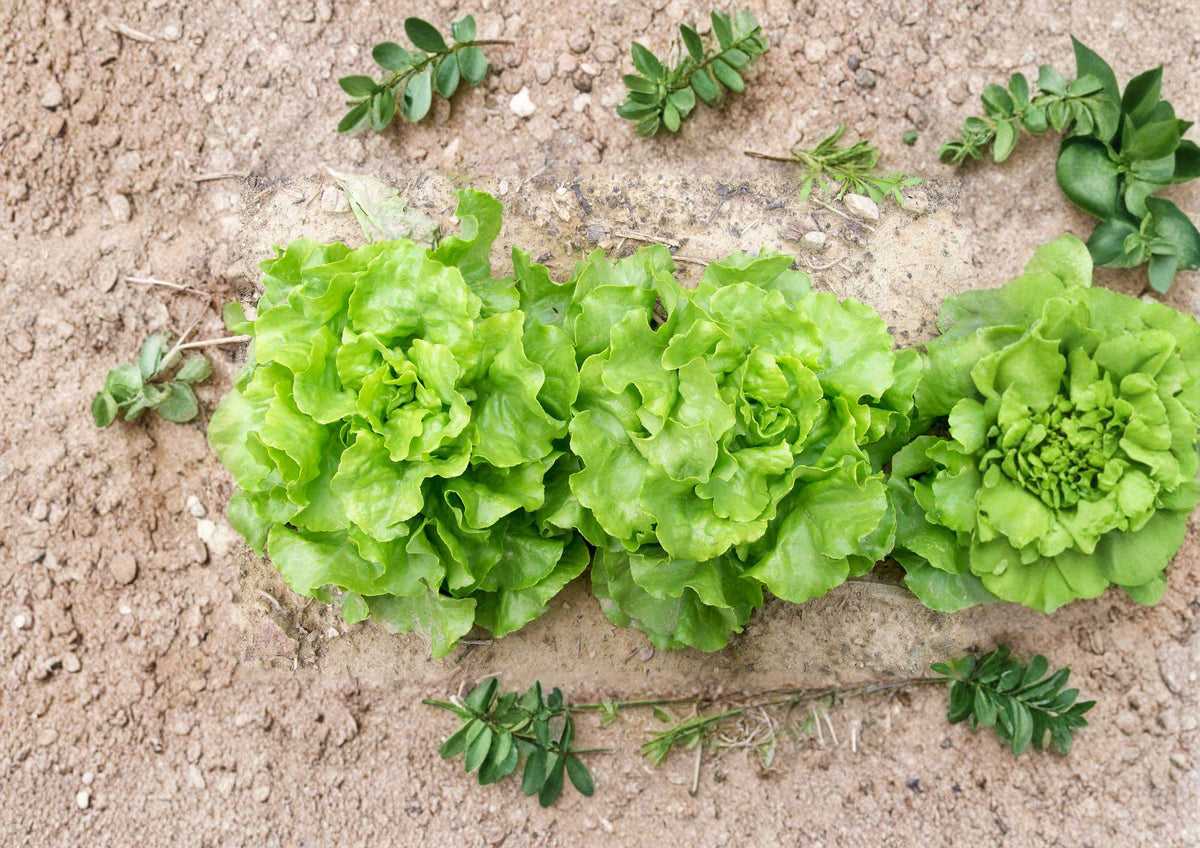 Bibb Butterhead Lettuce Seeds – Heirloom Non-GMO Vegetable Garden Greens, Compact Heads, Gourmet Salad Green, Lactuca sativa