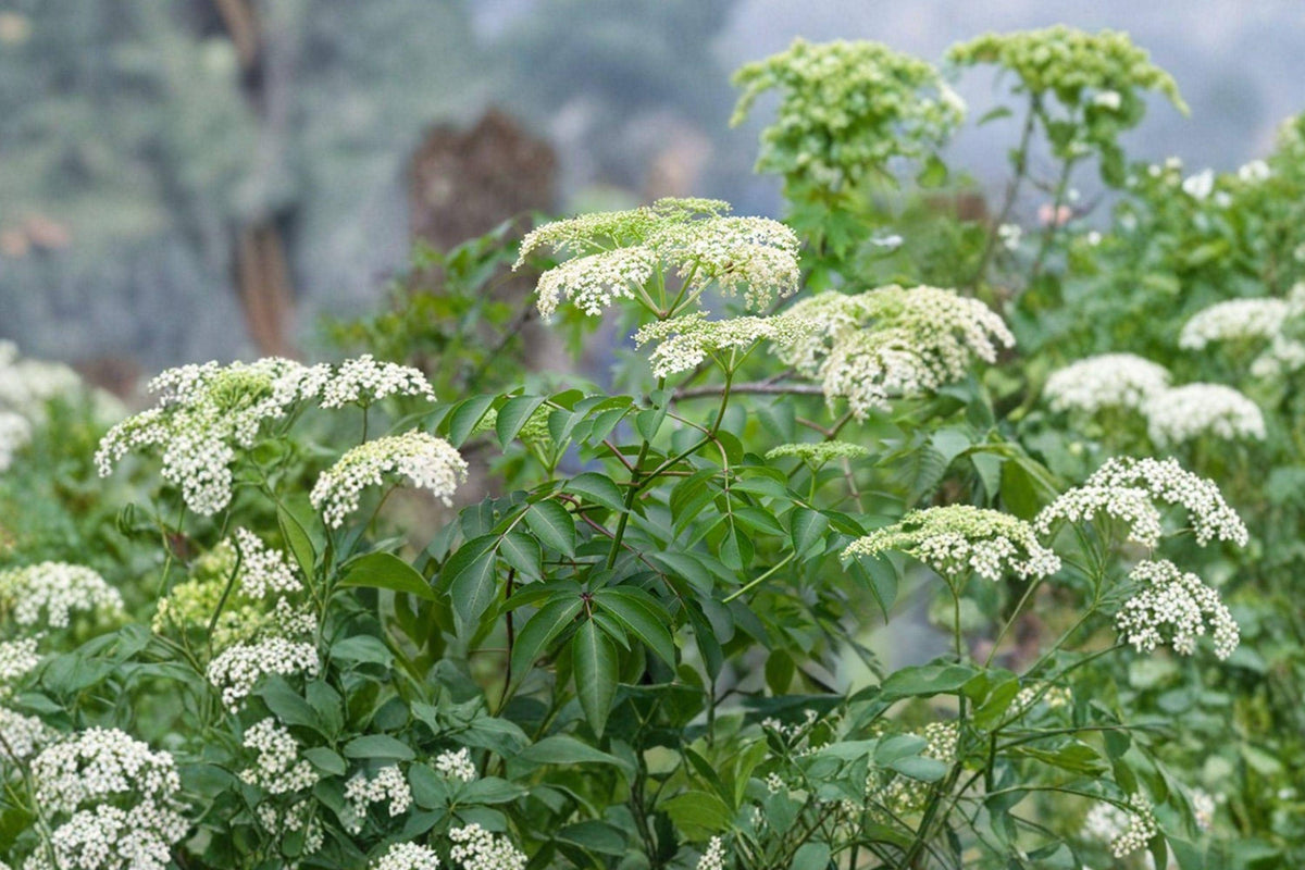 American Elderberry Seeds – Native Shrub for Edible Garden, Wildlife, White Flowers, Dark Berries – Sambucus canadensis, 50 Pack