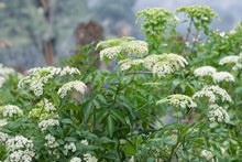 American Elderberry Seeds – Native Shrub for Edible Garden, Wildlife, White Flowers, Dark Berries – Sambucus canadensis, 50 Pack