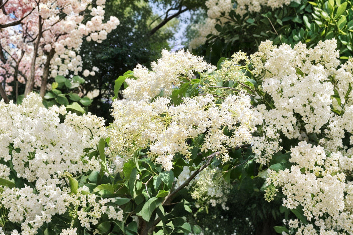 Japanese Tree Lilac Seeds – Fragrant Creamy White Blooms, 10 Pack – Syringa amurensis japonica, Ornamental Flowering Tree for Gardens