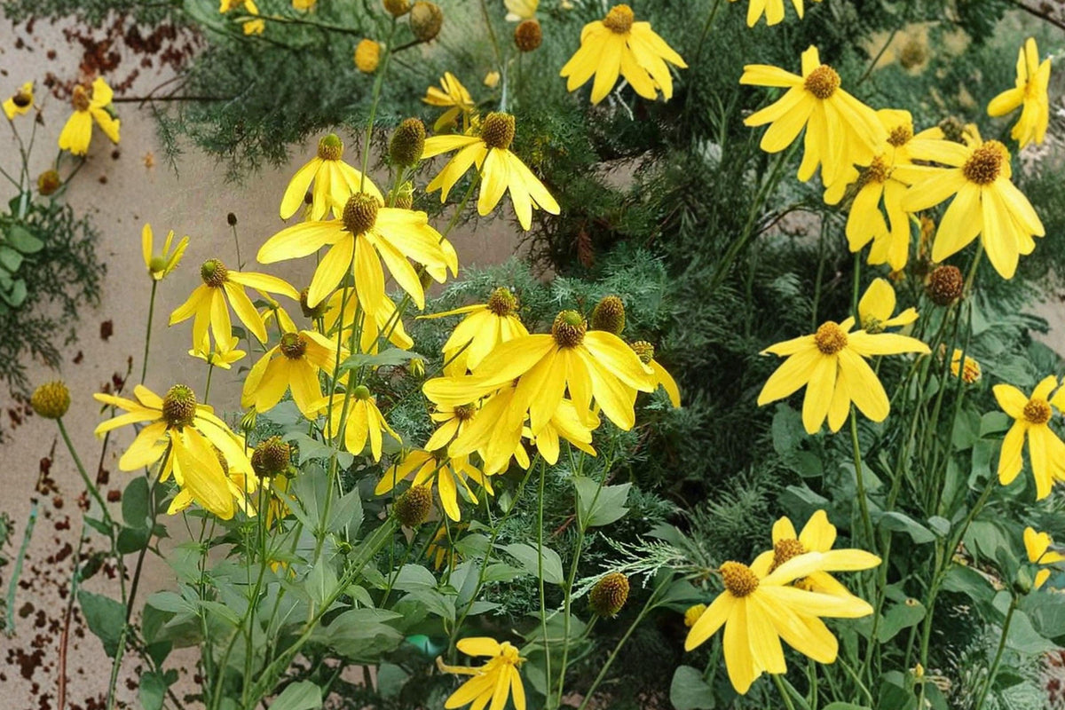 Rudbeckia Laciniata Seeds – Wild Golden Glow Coneflower for Pollinator Gardens – Native Perennial Flower, 50 Seeds