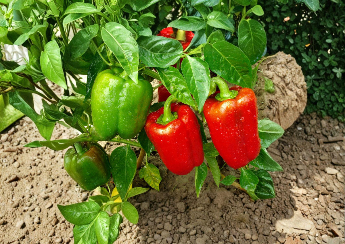 Yolo Wonder Bell Pepper Seeds – Heirloom Large Blocky Sweet Peppers for Warm Season Gardening (25 Seeds)