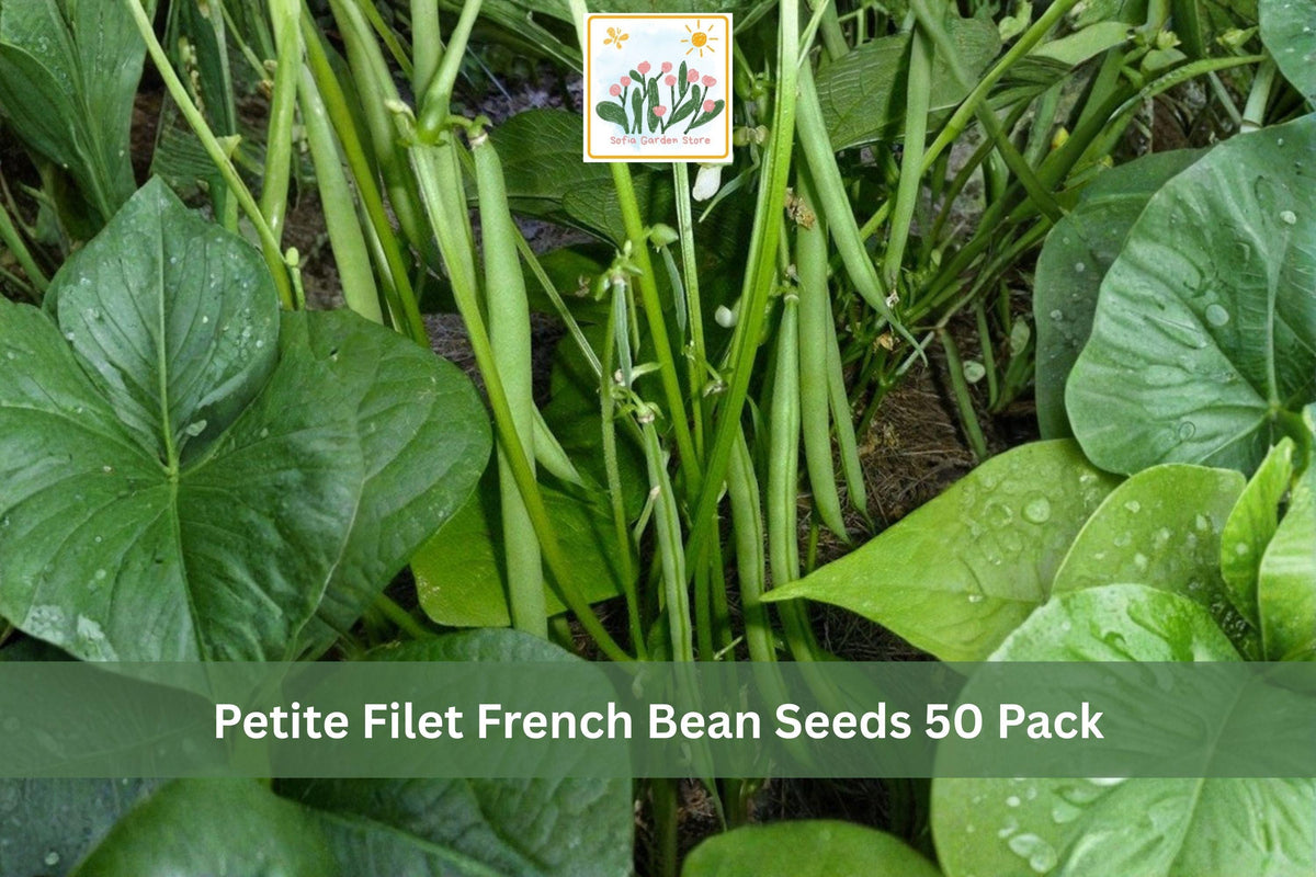 Petite Filet French Bean Seeds 50 Pack – Phaseolus vulgaris Slim Green Gourmet Beans for Vegetable Garden, Raised Beds, Containers