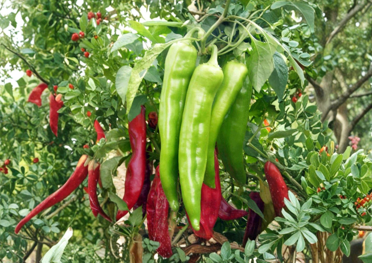 Hatch Big Jim Chili Pepper Seeds – Heirloom, Large Green Mild to Medium Heat, 25 Seeds for Garden, Roasting, Stuffing, Southwestern Cooking