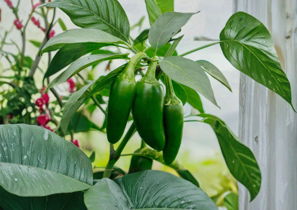 Early Jalapeno Seeds – Heirloom Chili Vegetable Seeds for Fast Growing Garden Plants, Thick-Walled Hot Peppers, 25 Seeds