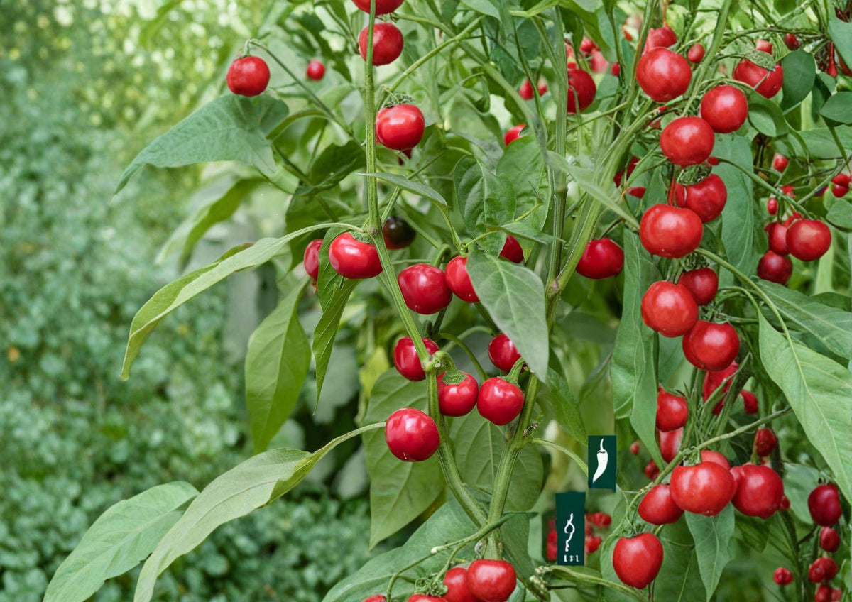 Large Cherry Hot Pepper Seeds – Heirloom Chili Vegetable Seeds for Spicy Red Peppers, Capsicum annuum