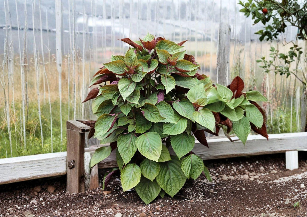 Red Perilla Shiso Seeds – 500 Heirloom Korean Herb Seeds for Asian Culinary Garden, Jeok Ssam Ip, Aromatic, Container Friendly