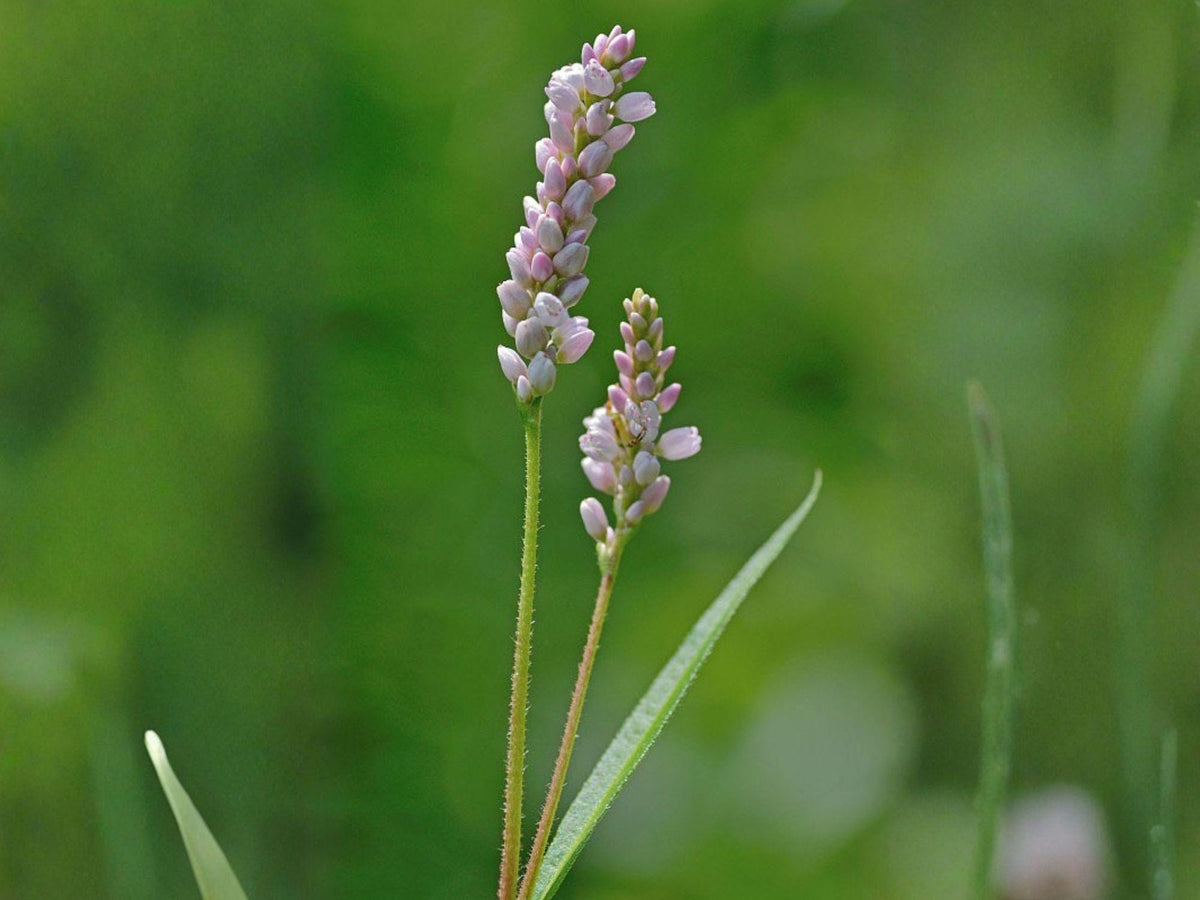 Persicaria pensylvanica Seeds – Pink Smartweed Native Wildflower for Pollinator Gardens, Rain Gardens & Wildlife Habitats