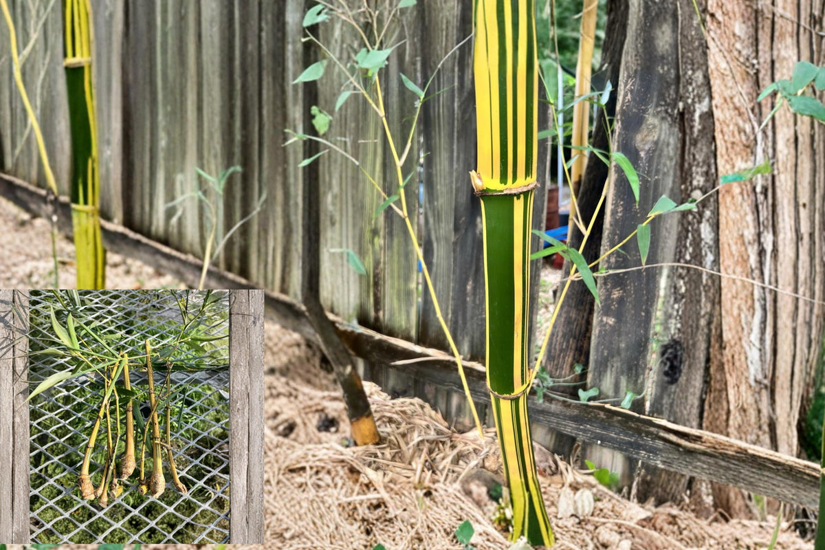 Golden Hawaiian Bamboo Cuttings, Clumping Bambusa vulgaris, Tropical Ornamental Bamboo for Landscaping