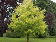 Boxelder Maple Seeds – Acer negundo Saplings for Fast-Growing Shade, Windbreaks & Reforestation