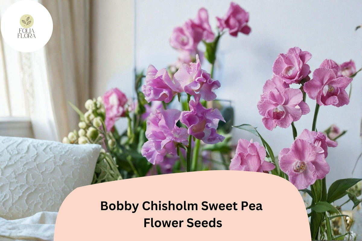 Bobby Chisholm Sweet Pea Seeds 50+ | Pink Fragrant Climbing Flower | Lathyrus odoratus Garden Vine