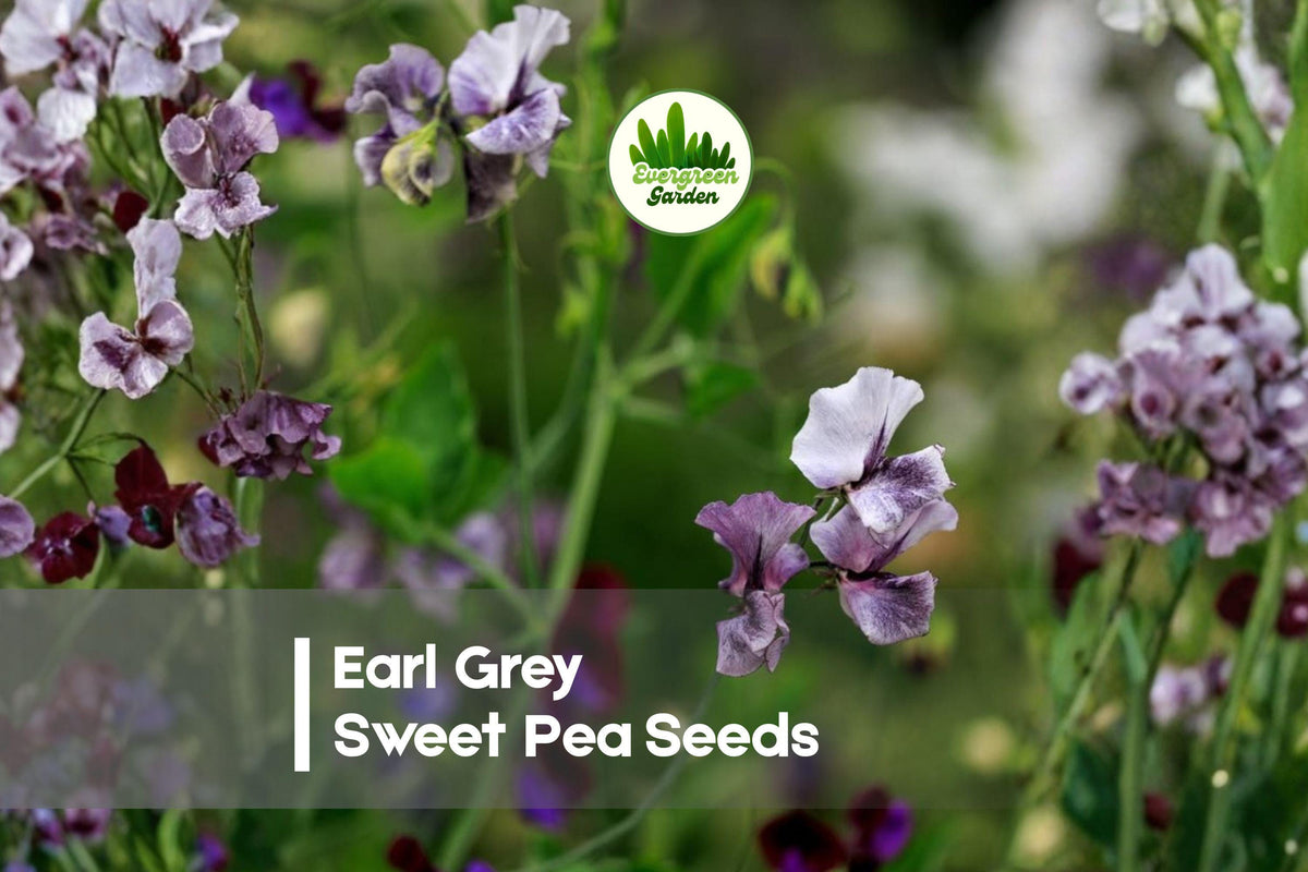 Earl Grey Sweet Pea Seeds – Vintage Lavender & Purple Climbing Flower, Fragrant Annual, Lathyrus odoratus, 50 Seeds