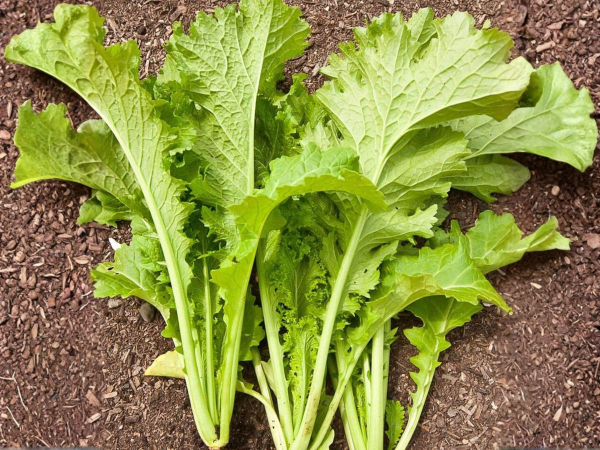 Southern Giant Curled Mustard Seeds – Heirloom Greens, Fast-Growing, Peppery Flavor, 500 Seeds, Cool-Season Vegetable