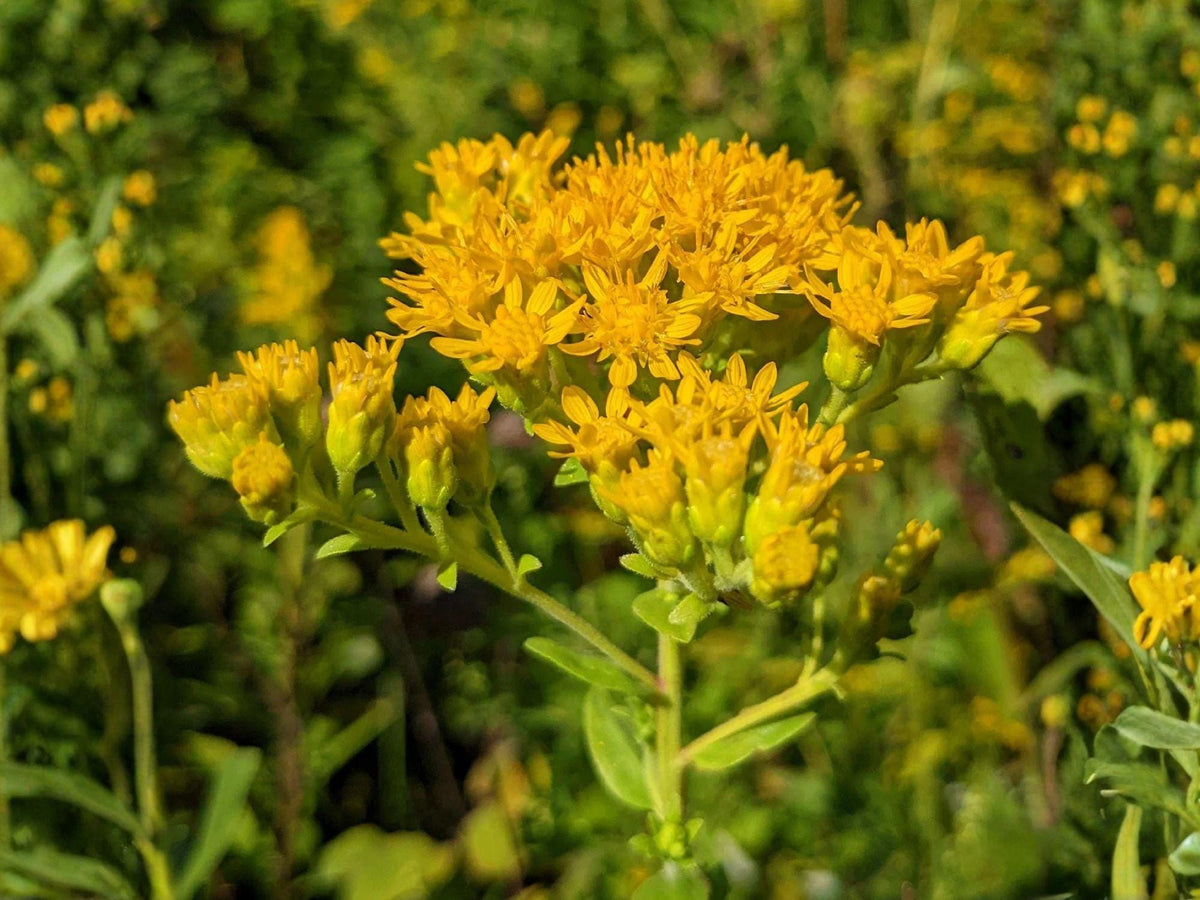 Stiff Goldenrod Seeds – Heirloom Non-GMO Native Wildflower Planting – Oligoneuron rigidum, Bright Golden Blooms, Prairie & Wildflower Gardens