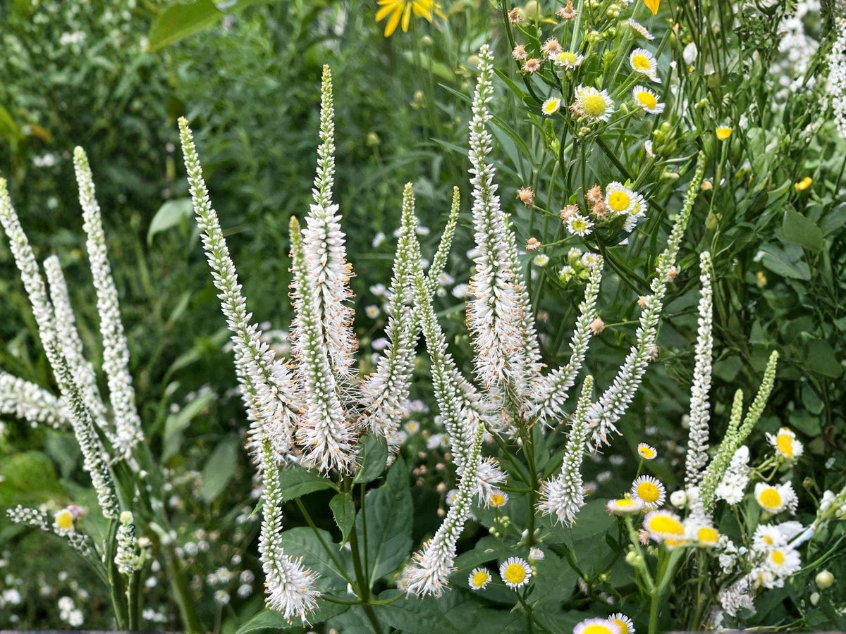 Culver’s Root Seeds – Heirloom Non-GMO Wildflower Seeds – Native Veronicastrum virginicum for Garden, Landscape & Wildflower Planting
