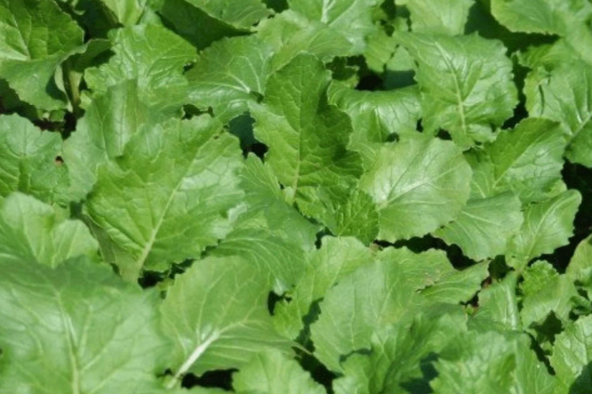 Seven Top Turnip Seeds – Heirloom Leafy Greens for Gardening, 500 Seeds, Non-GMO, Brassica rapa
