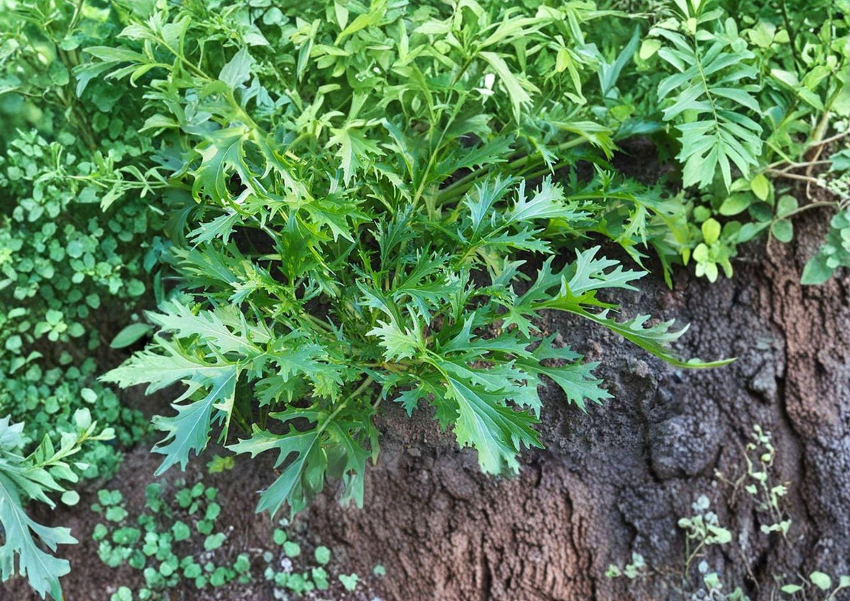 Mizuna Early Spinach Seeds – 500 Heirloom Asian Greens for Cold Season Gardens – Fast-Growing, Peppery Leafy Green, Brassica rapa