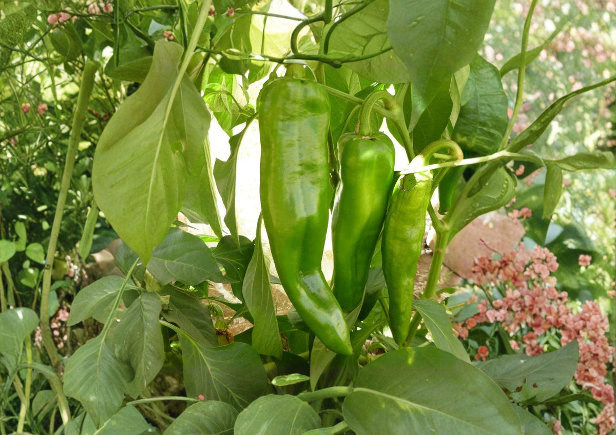 Sonora Mild Hot Pepper Seeds – Heirloom Vegetable for Warm Season Garden, 25 Premium Seeds, Slender Yellow-Green Peppers, Capsicum annuum