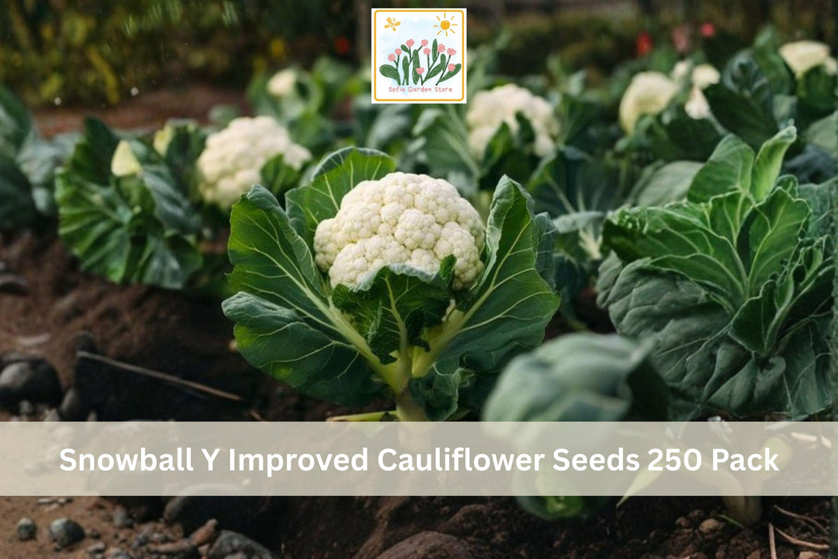 Snowball Y Improved Cauliflower Seeds 250 Pack – Heirloom Brassica oleracea var. botrytis for Vegetable Garden, Raised Beds