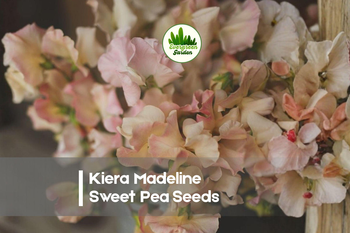 Kiera Madeline Sweet Pea Seeds – Pink & Cream Bi-Color, Fragrant Climbing Vine, Lathyrus odoratus, 50 Seeds