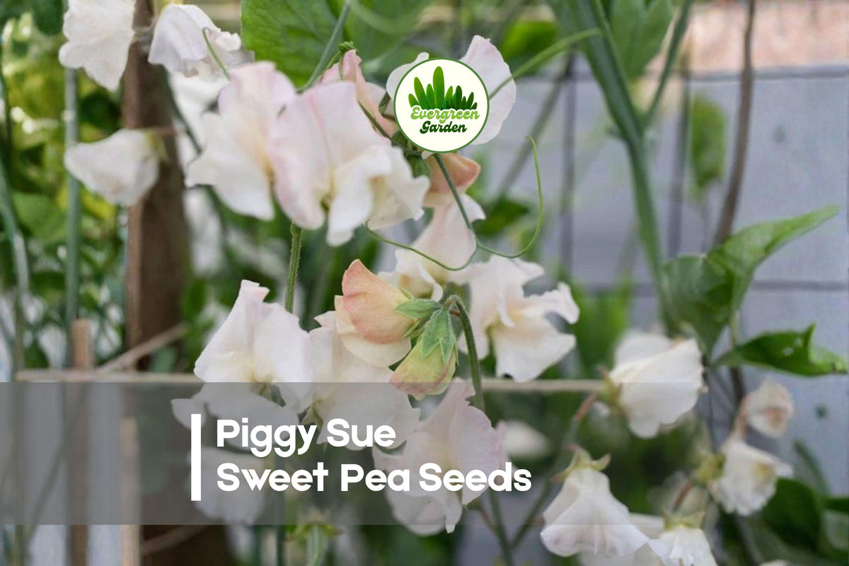 Piggy Sue Sweet Pea Seeds – Soft Pink Fragrant Climbing Vine, Lathyrus odoratus, 50 Seeds for Trellises, Borders & Cut Flowers