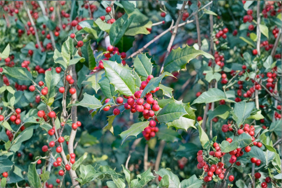 American Holly Cuttings 6-7" | Ilex opaca Native Evergreen Shrub for Propagation & Landscaping