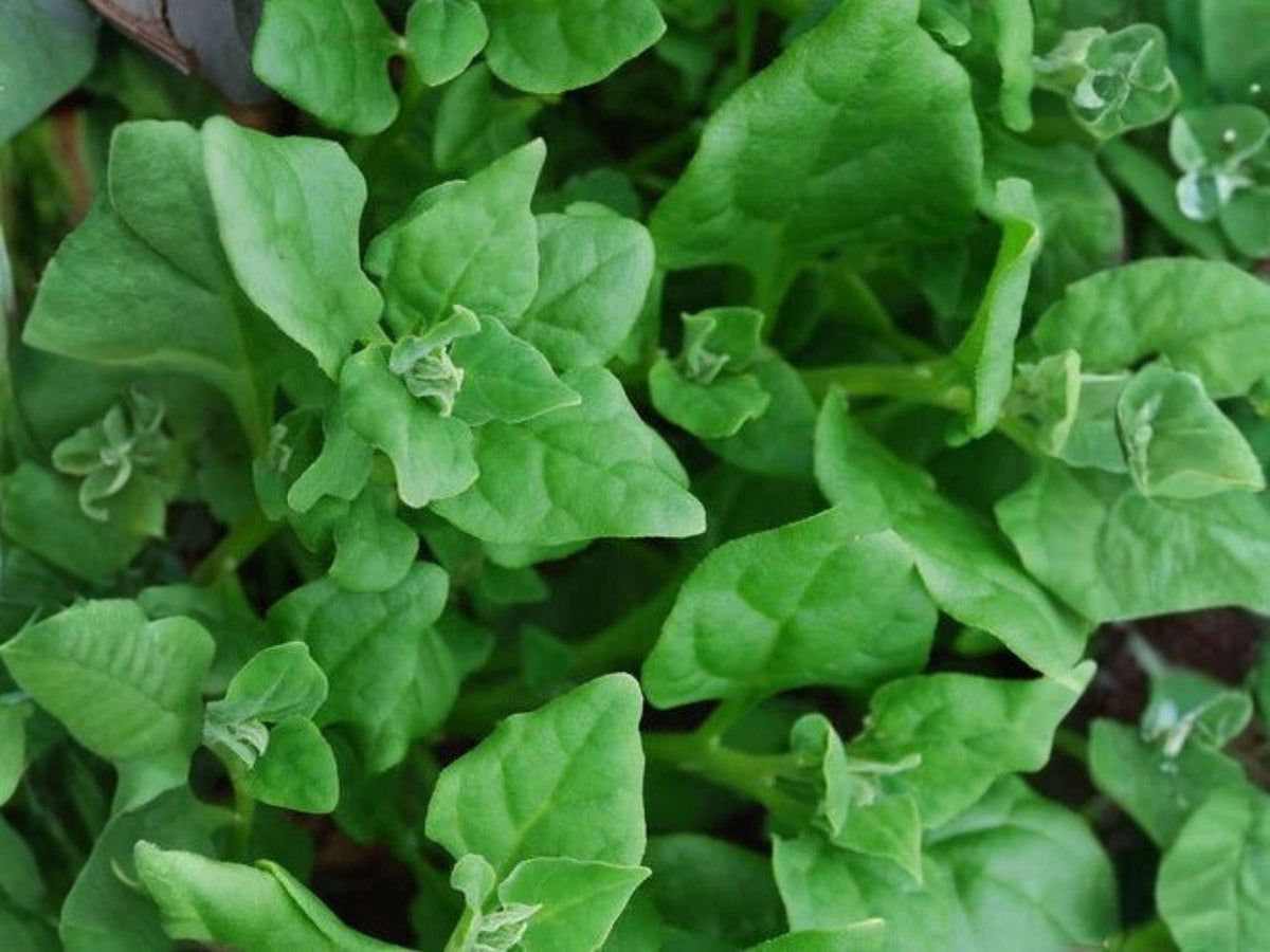 New Zealand Spinach Seeds – Heat Tolerant Tetragonia tetragonioides for Gardens, 100 Seeds