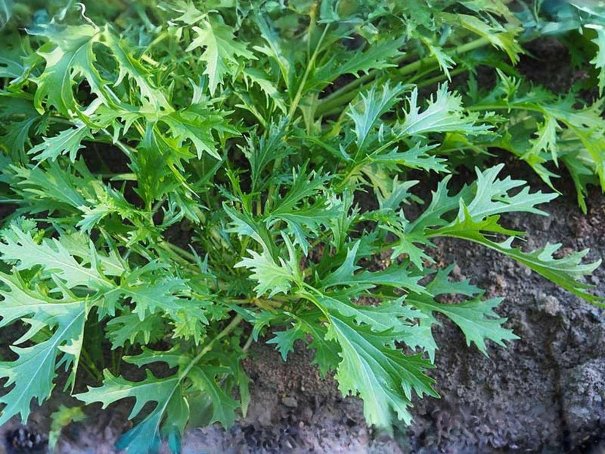 Mizuna Early Spinach Seeds – Heirloom Japanese Mustard Greens for Salads & Stir-Fries, Fast-Growing Green, 500 Seeds