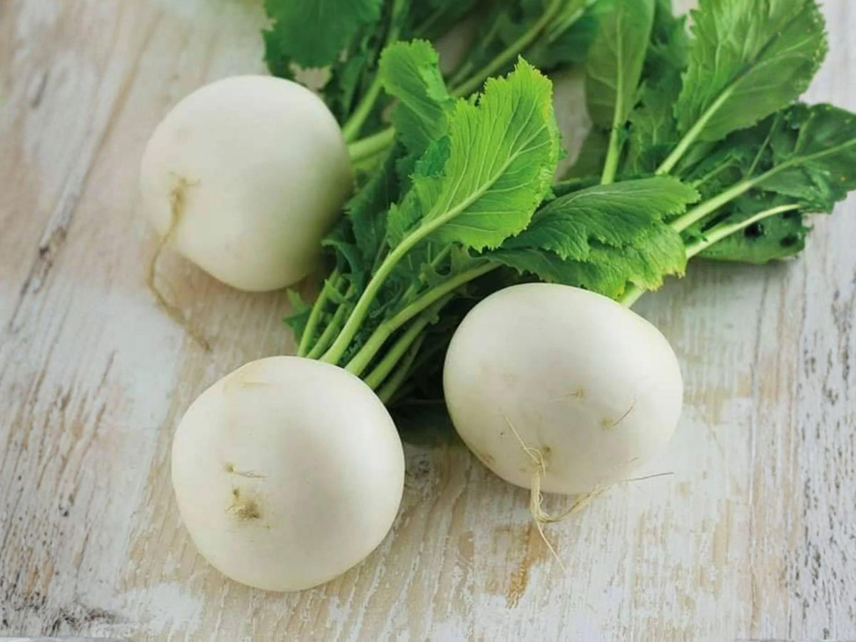 Seven Top Turnip Seeds – Heirloom Southern Greens for Fall/Winter Garden, Leafy Greens, Fast-Growing, Cool-Season, 500 Seeds