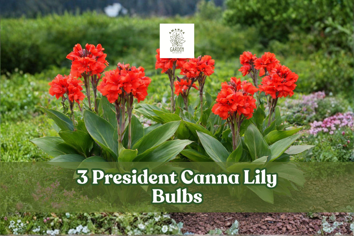President Canna Lily Bulbs – Red Tropical Flowering Plant, Canna indica, Garden Bulbs for Borders & Landscape
