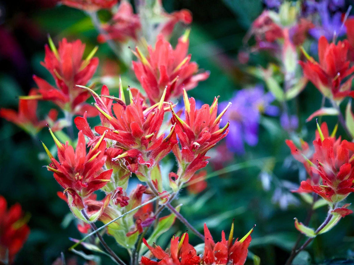 Northwestern Indian Paintbrush Seeds – Heirloom Non-GMO Native Wildflower – Castilleja angustifolia var. dubia, Prairie Garden Planting
