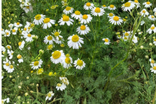 German Chamomile Seeds - 3000+ Medicinal Herb Flower Seeds for Herbal Garden, Matricaria chamomilla, Daisy-like Flowers